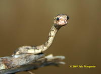 : Aplopeltura boa; Blunt Headed Slug Eating Snake