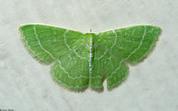 : Synchlora aerata; Wavy-lined Emerald
