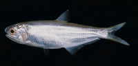 Thryssa vitrirostris, Orangemouth anchovy: fisheries, bait