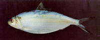Opisthonema libertate, Pacific thread herring: fisheries, bait