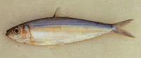 Amblygaster leiogaster, Smooth-belly sardinella: fisheries