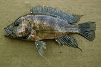 Haplochromis benthicola, : fisheries