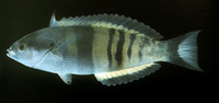 Pseudocoris heteroptera, Torpedo wrasse: