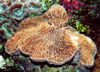 Fungia - Mushroom Corals