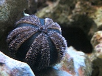 Mespilia globulus - Ball Sea Urchin