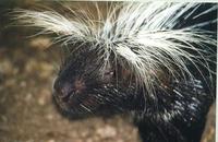 Image of: Hystrix cristata (North African crested porcupine)