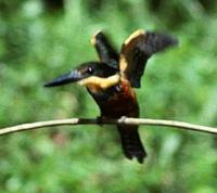 Image of: Chloroceryle aenea (American pygmy kingfisher)