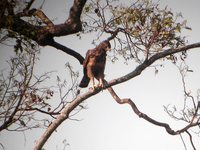 Philippine Hawk-Eagle - Spizaetus philippensis