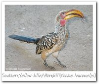 Southern Yellow-billed Hornbill - Tockus leucomelas