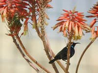 Palestine Sunbird - Cinnyris oseus