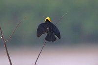 Yellow-hooded Blackbird - Chrysomus icterocephalus