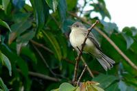 ...Mosqueta Boreal - Traill's Flycatcher, Willow Flycatcher or Alder Flycatcher - Empidonax trailli