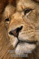 African Lion ( Panthera leo ) , portrait stock photo