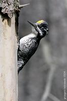 ...Three-toed Woodpecker (Picoides tridactylus tridactylus) - Adult male Poland © Grzegorz Leśniews