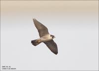 Peregrine Falcon Falco peregrinus 매