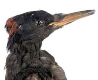 까막딱다구리 Black Woodpecker | Drycopus martius