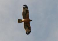 ...ith a juvenile Spanish Imperial Eagle shortly before I took this photo. The juvenile Spanish Imp