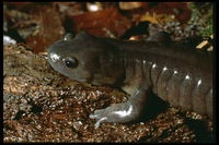: Hynobius chinensis; Chinese Salamander