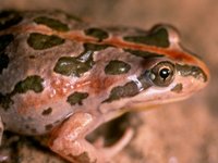 : Limnodynastes tasmaniensis; Spotted Grass Frog