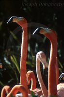 : Phoenicopterus ruber ruber; Caribbean Flamingo