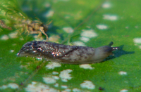 : Gliabates oregonius; Salamander Slug