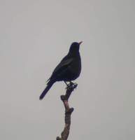 Grey-winged Blackbird (Turdus boulboul) 2005. január 11. Naini Tal (Kumaon University Park)