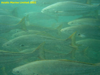 Atractoscion aequidens, Geelbeck croaker: fisheries, gamefish