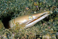 Ophisurus serpens, Serpent eel: fisheries, gamefish