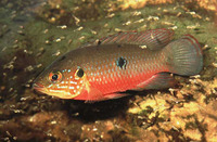 Hemichromis bimaculatus, Jewelfish: aquarium