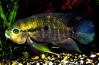 Cichlasoma bimaculatum, Black acara: gamefish, aquarium