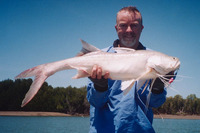 Polydactylus macrochir, King threadfin: fisheries, gamefish
