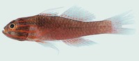 Trimma striata, Stripehead goby: aquarium