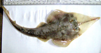 Rhinobatos holcorhynchus, Slender guitarfish: