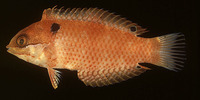 Macropharyngodon vivienae, Madagascar wrasse: