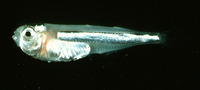 Iso hawaiiensis, Hawaiian surf sardine: