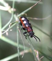 Image of: Crioceris asparagi (asparagus beetle)