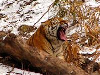 Panthera tigris altaica - Siberian Tiger