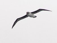Gray-headed Albatross - Thalassarche chrysostoma