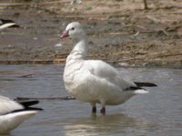 Ross' Goose - Chen rossii