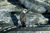 Galapagos Mockingbird - Nesomimus parvulus