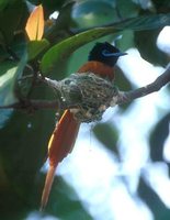 Black-headed Paradise-Flycatcher - Terpsiphone rufiventer