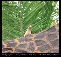 Yellow-billed Oxpecker - Buphagus africanus