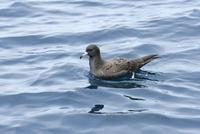 Flesh-footed Shearwater (Puffinus carneipes)