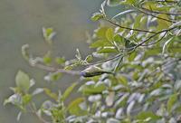 Capped Conebill ssp atrocyaneum, female Flickr