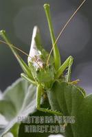 Great green bush cricket ( Tettigonia viridissima ) stock photo