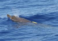 Adult female Blainville's beaked whale with suction-cup attached time-depth recorder (c) D.L. We...