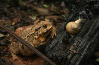 두꺼비와 달팽이