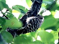 쇠딱따구리(Japanese Pigmy Woodpecker) Dendrocopos kizuki
