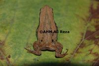 : Kalophrynus interlineatus; Sticky Frog