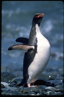 : Eudyptes chrysolophus; Macaroni Penguin